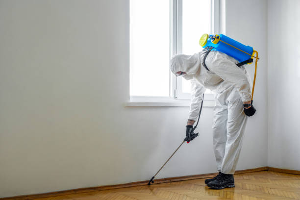 Best Pest Control Near Me  in Belle Chasse, LA