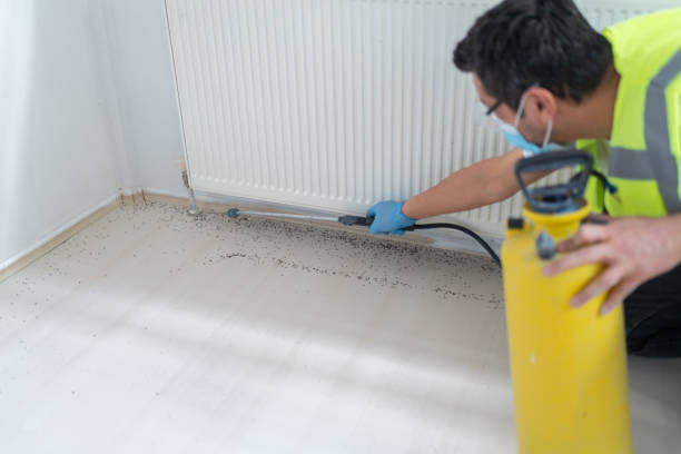 Best Ant Control Services  in Belle Chasse, LA