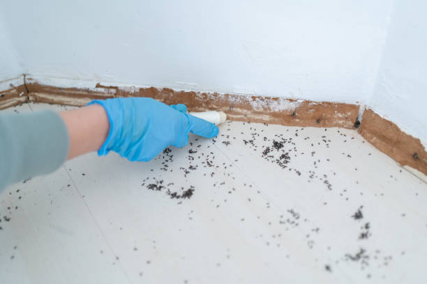 Best Wasp Removal Services  in Belle Chasse, LA