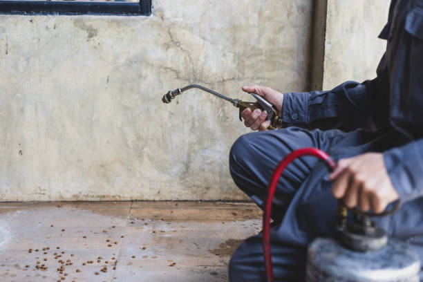 Best Rat Extermination Near Me  in Belle Chasse, LA
