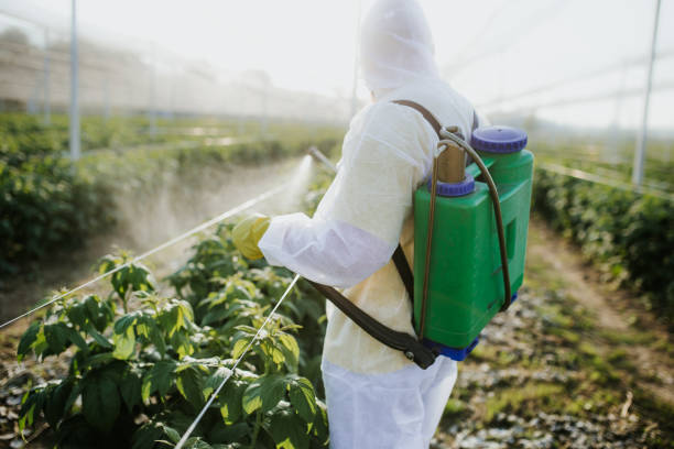 Best Spider Control Near Me  in Belle Chasse, LA